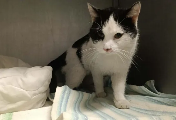 Znaleziono kota, Toruń, 8 kwietnia 2026