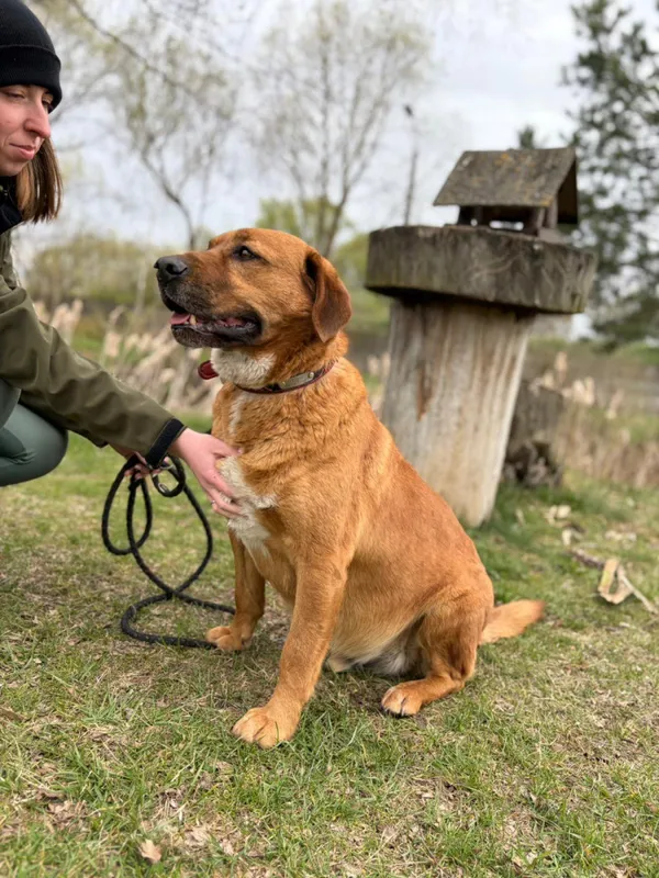 Pies do adopcji, Bełchatów, 14 kwietnia 2026 (1/5)