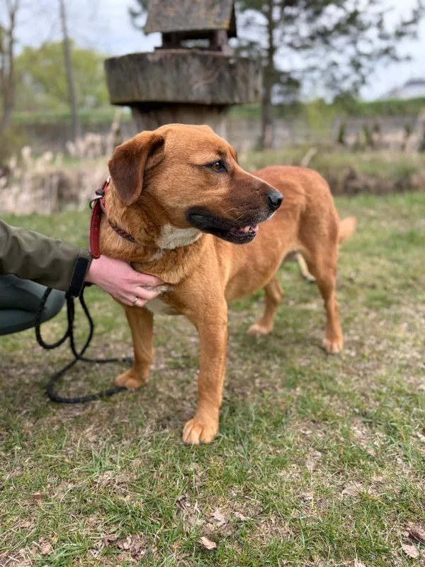 Pies do adopcji, Bełchatów, 14 kwietnia 2026 (2/5)