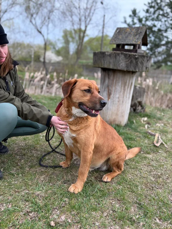 Pies do adopcji, Bełchatów, 14 kwietnia 2026 (3/5)