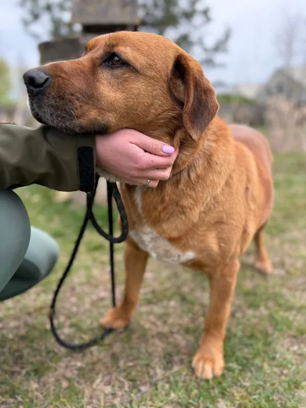 Pies do adopcji, Bełchatów, 14 kwietnia 2026 (4/5)