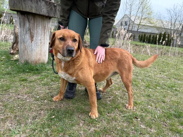 Pies do adopcji, Bełchatów, 14 kwietnia 2026 (5/5)