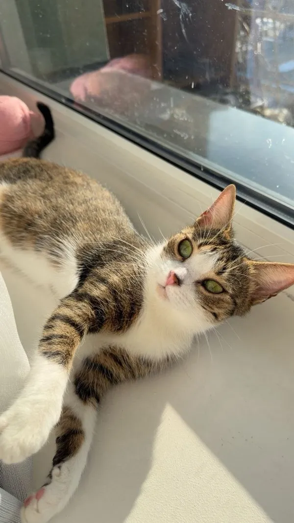 Zaginął kot, Łódź, 15 kwietnia 2026