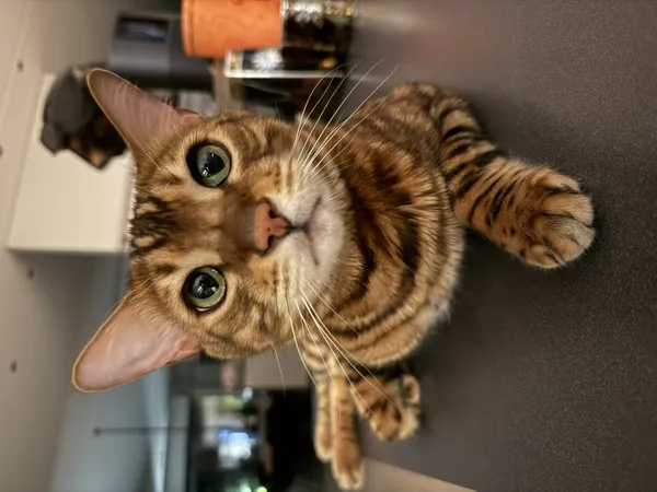 Zaginął kot, Łódź, 15 kwietnia 2026