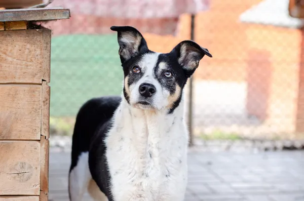 Oddam psa, Olsztyn, Kortowo, 16 kwietnia 2026 (1/4)