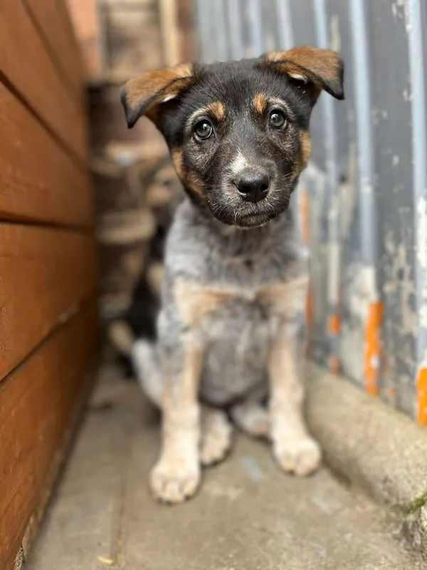 Oddam psa, Olsztyn, Osiedle Tadeusza Kościuszki, 16 kwietnia 2026 (1/3)