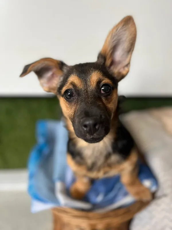 Oddam psa, Olsztyn, Pojezierze, 16 kwietnia 2026 (1/4)