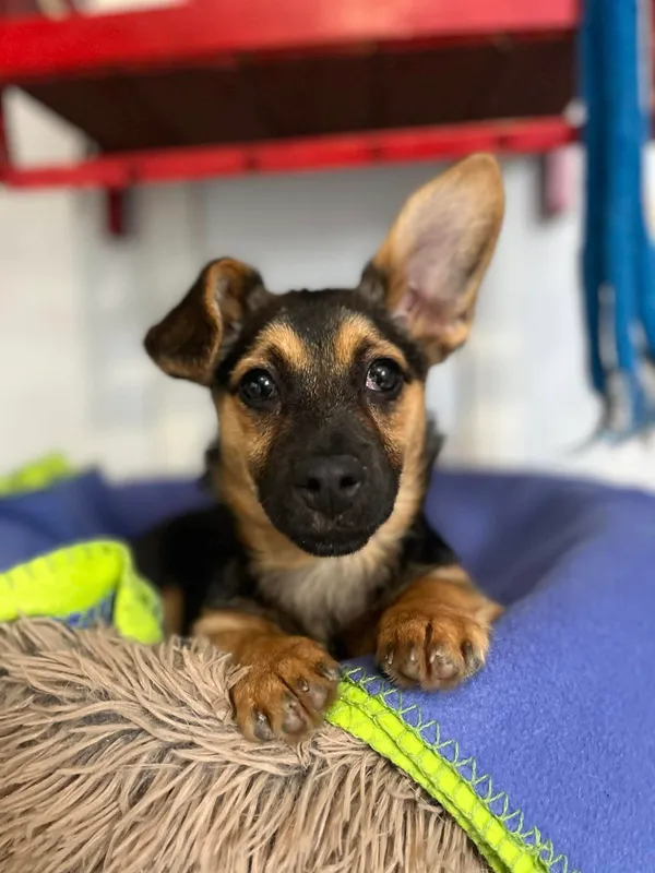 Oddam psa, Olsztyn, Pojezierze, 16 kwietnia 2026 (3/4)