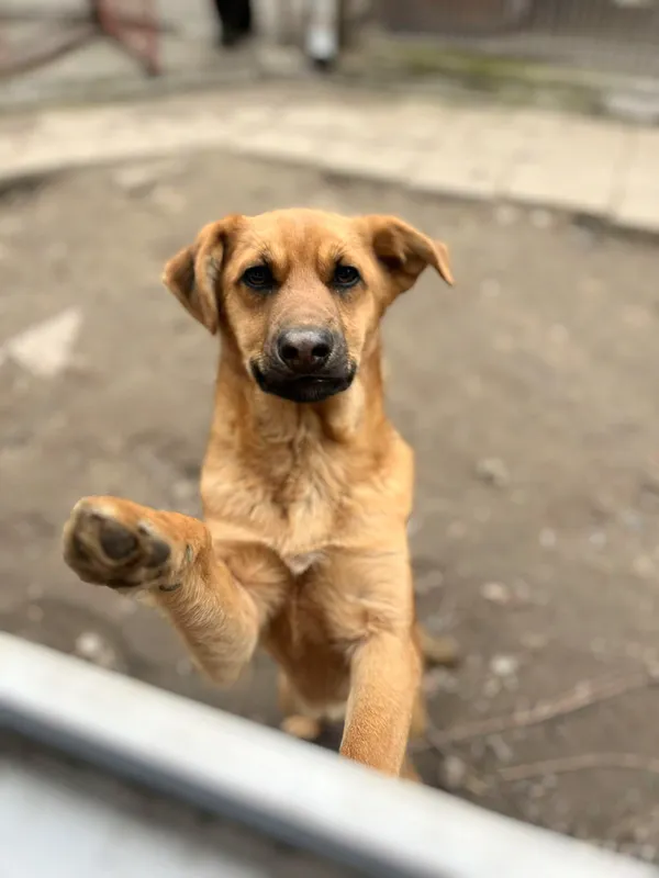 Oddam psa, Olsztyn, Dajtki, 16 kwietnia 2026 (1/4)