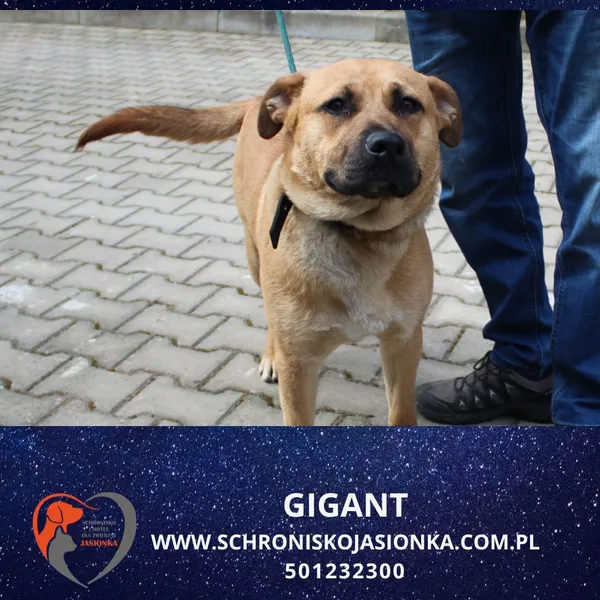 Pies do adopcji, Ciosny, 15 kwietnia 2026