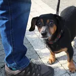 Pies do adopcji
