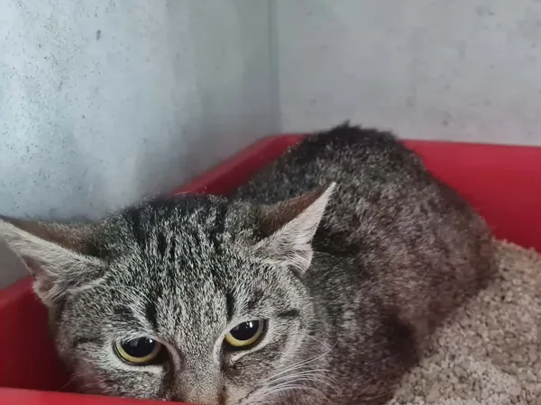 Znaleziono kota, Sosnowiec, 14 kwietnia 2026