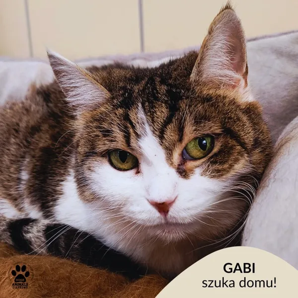 Kot do adopcji, Gdynia, 16 kwietnia 2026