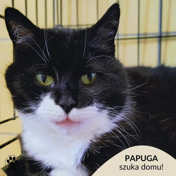 Kot do adopcji, Gdynia, 16 kwietnia 2026