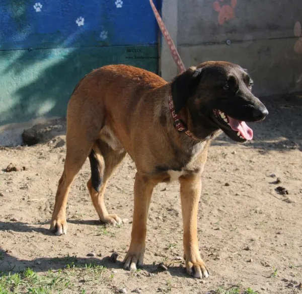 Pies do adopcji, Nowy Dwór Mazowiecki, 16 kwietnia 2026 (1/5)