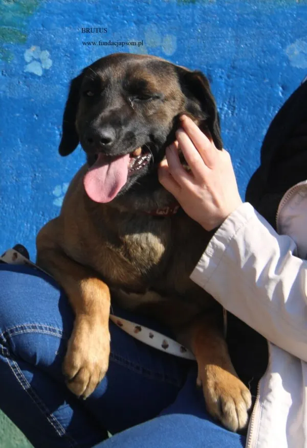Pies do adopcji, Nowy Dwór Mazowiecki, 16 kwietnia 2026 (2/5)