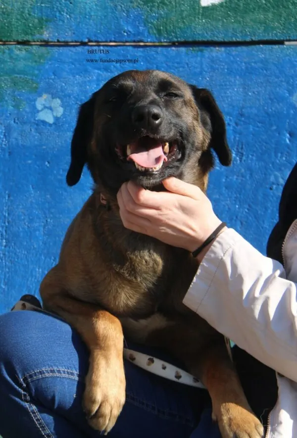 Pies do adopcji, Nowy Dwór Mazowiecki, 16 kwietnia 2026 (4/5)