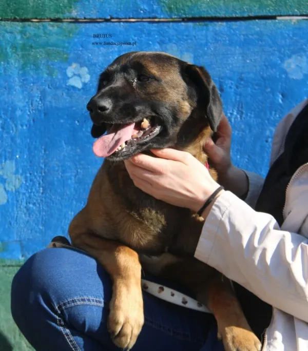 Pies do adopcji, Nowy Dwór Mazowiecki, 16 kwietnia 2026 (5/5)