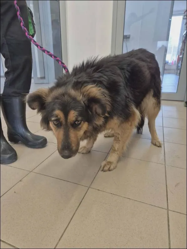 Znaleziono psa, Grudziądz, 16 kwietnia 2026