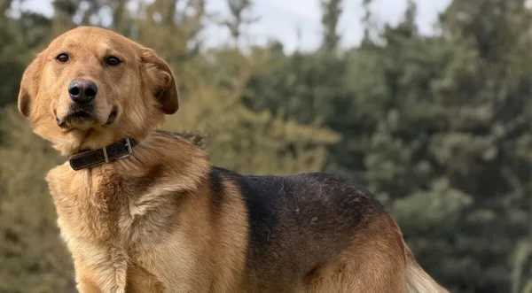 Pies do adopcji, Pieczyska, 16 kwietnia 2026 (1/5)