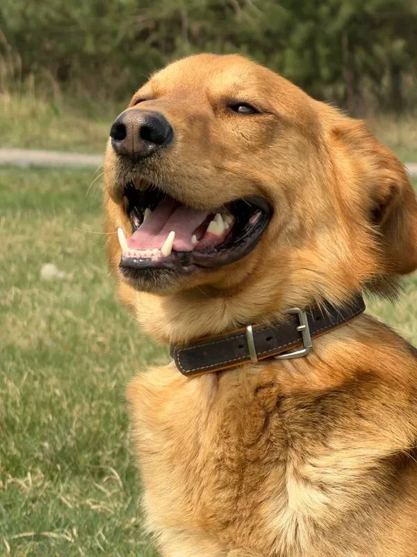 Pies do adopcji, Pieczyska, 16 kwietnia 2026 (3/5)