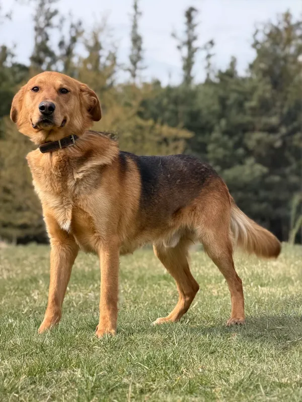 Pies do adopcji, Pieczyska, 16 kwietnia 2026 (4/5)