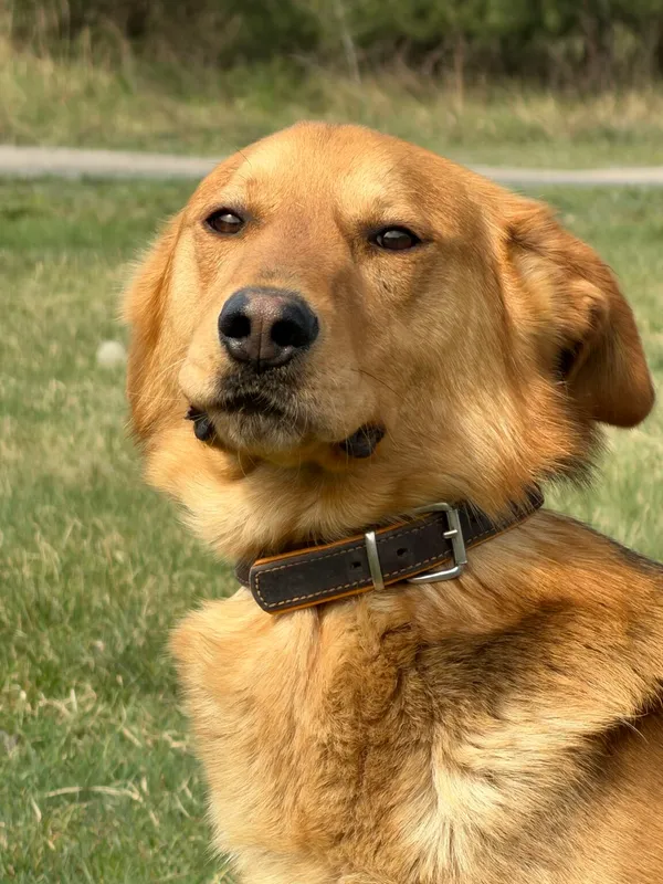 Pies do adopcji, Pieczyska, 16 kwietnia 2026 (5/5)