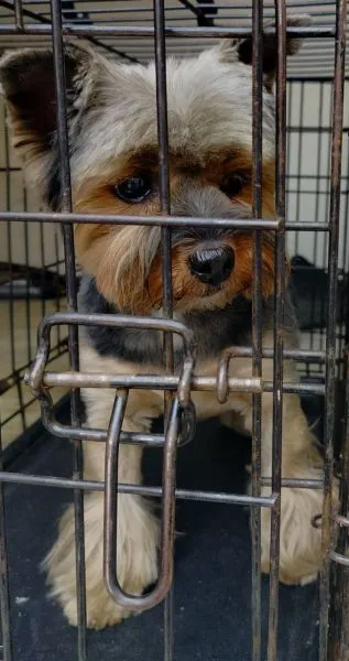 Znaleziono psa, Radom, 16 kwietnia 2026