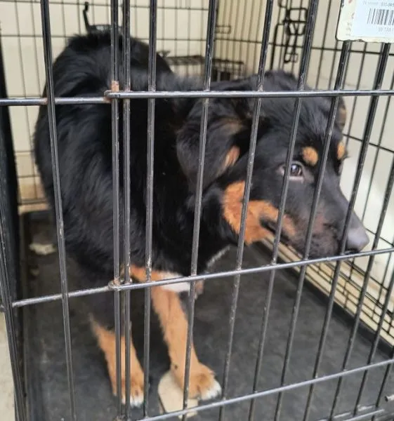 Znaleziono psa, Radom, 15 kwietnia 2026