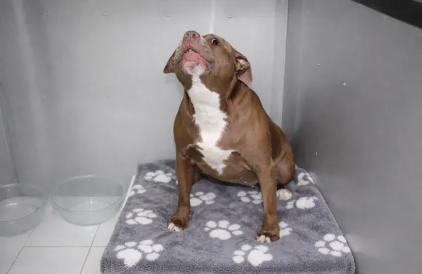 Pies do adopcji, Ciosny, 15 kwietnia 2026