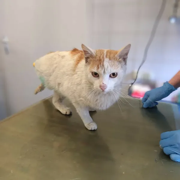 Znaleziono kota, Lublin, 11 kwietnia 2026