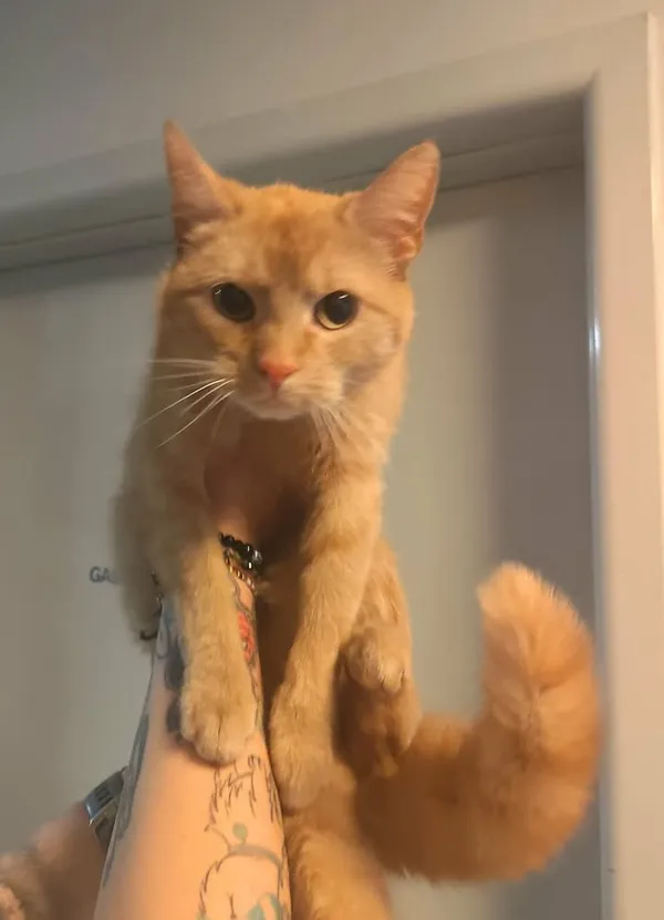 Znaleziono kota, Lublin, 15 kwietnia 2026