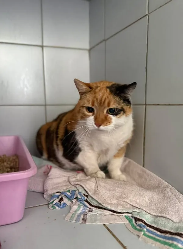 Znaleziono kota, Lublin, 15 kwietnia 2026