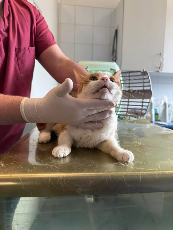 Znaleziono kota, Lublin, 16 kwietnia 2026