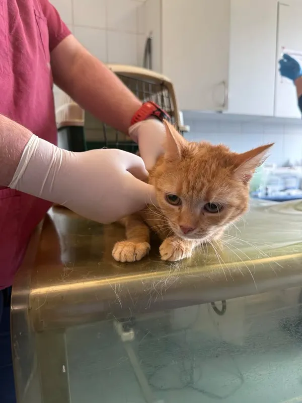 Znaleziono kota, Lublin, 16 kwietnia 2026