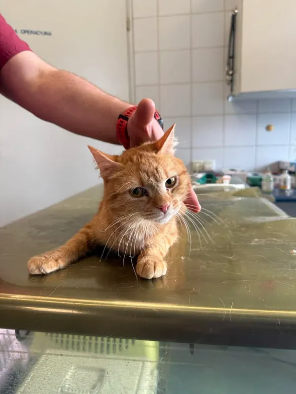 Znaleziono kota, Lublin, 16 kwietnia 2026