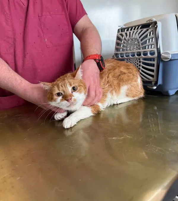 Znaleziono kota, Lublin, 16 kwietnia 2026