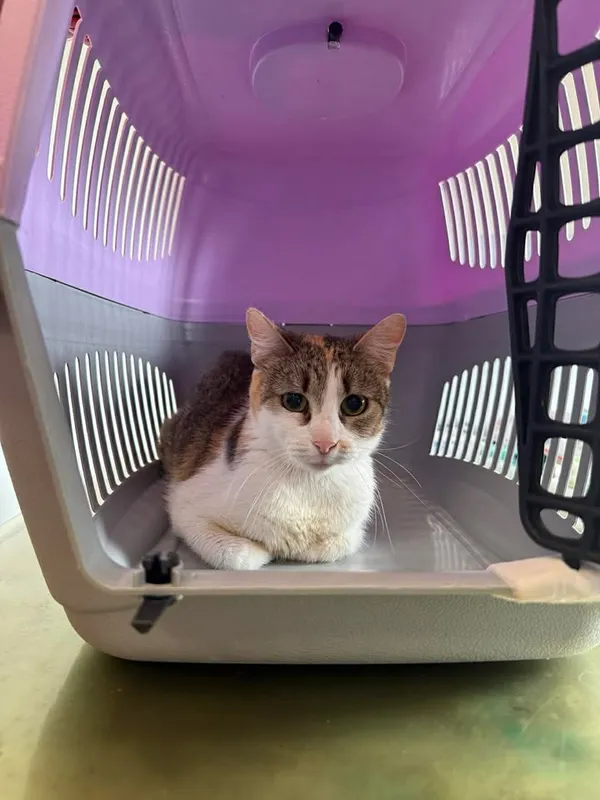 Znaleziono kota, Lublin, 16 kwietnia 2026