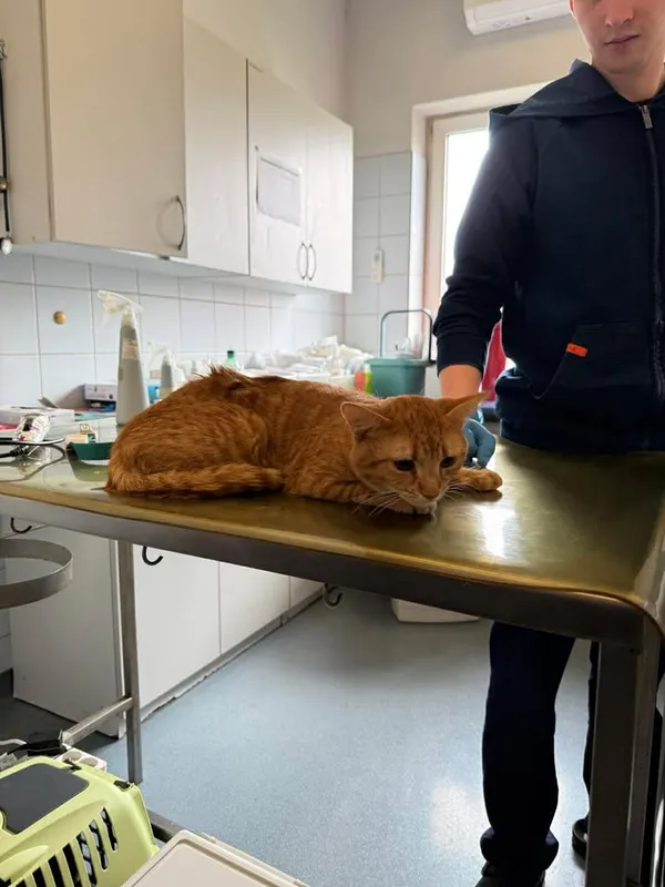 Znaleziono kota, Lublin, 16 kwietnia 2026