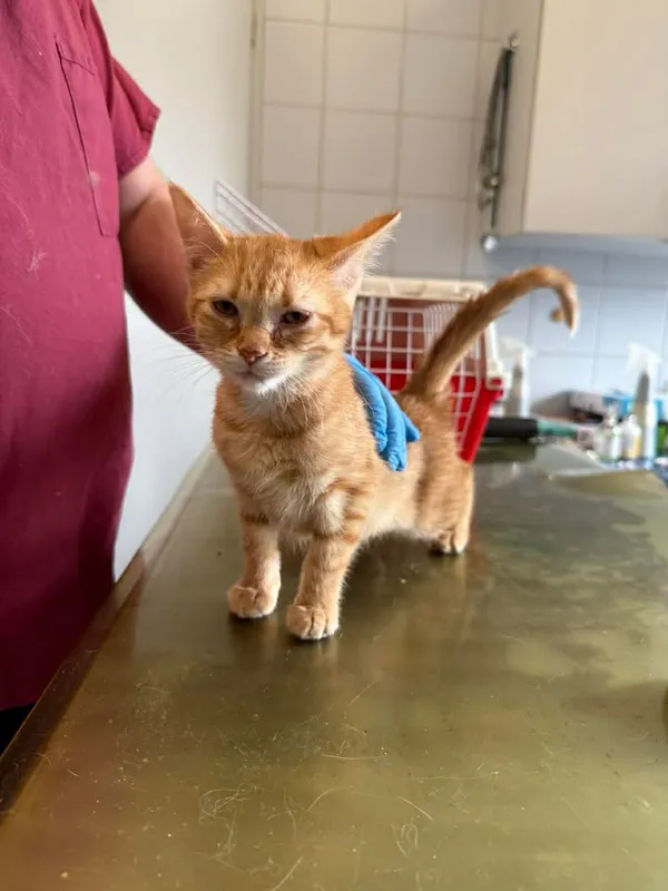 Znaleziono kota, Lublin, 16 kwietnia 2026