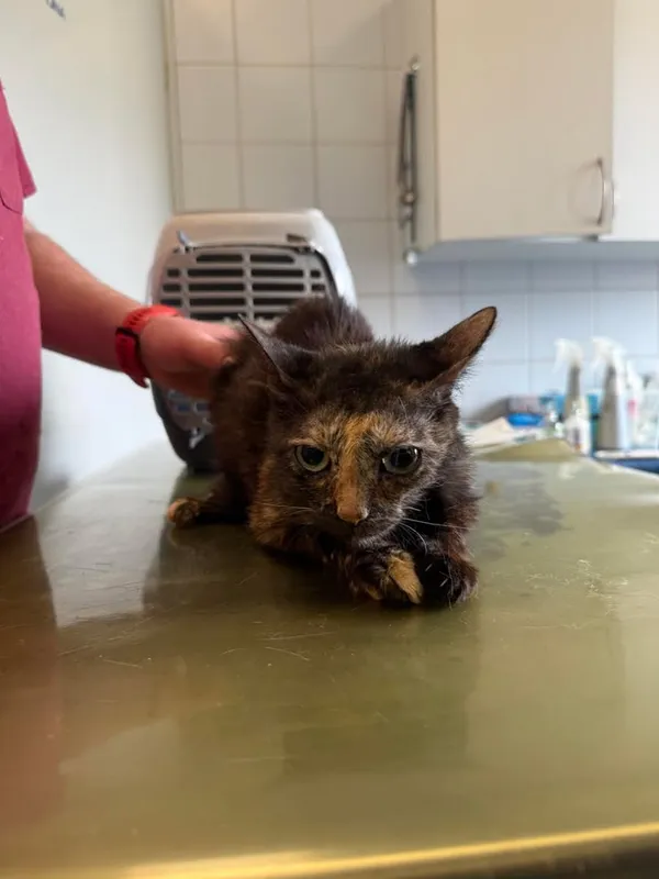 Znaleziono kota, Lublin, 16 kwietnia 2026