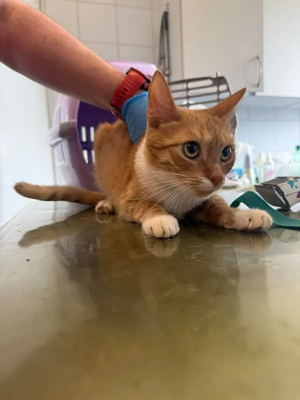 Znaleziono kota, Lublin, 16 kwietnia 2026