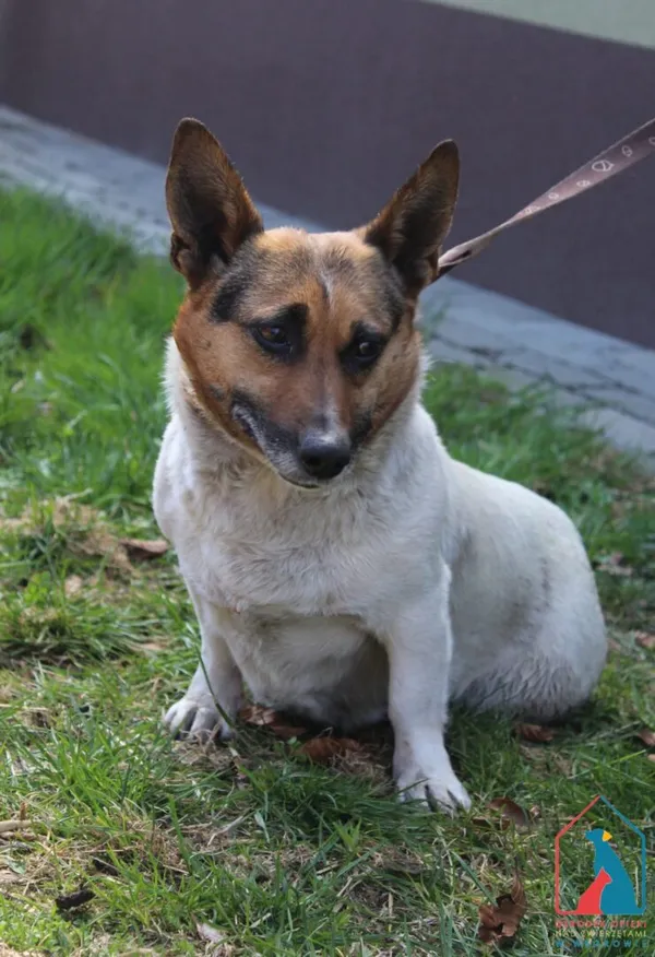 Pies do adopcji, Grudziądz, 10 kwietnia 2026