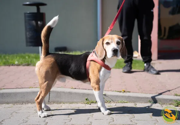 Znaleziono psa, Skałowo, 17 kwietnia 2026 (1/2)