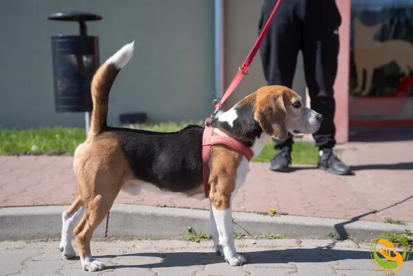 Znaleziono psa, Skałowo, 17 kwietnia 2026 (2/2)