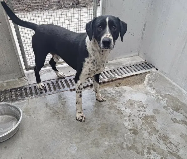 Znaleziono psa, Lublin, 14 kwietnia 2026