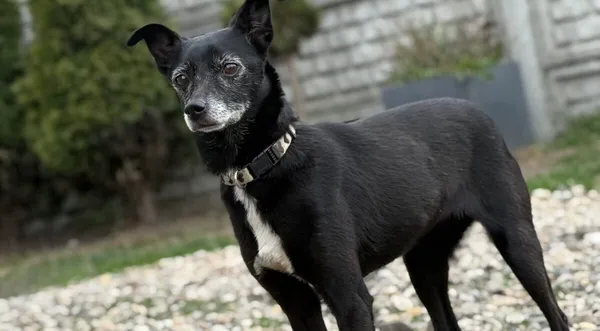 Pies do adopcji, Pieczyska, 17 kwietnia 2026 (1/5)