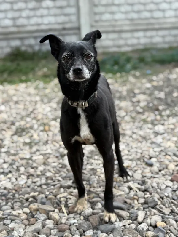 Pies do adopcji, Pieczyska, 17 kwietnia 2026 (2/5)