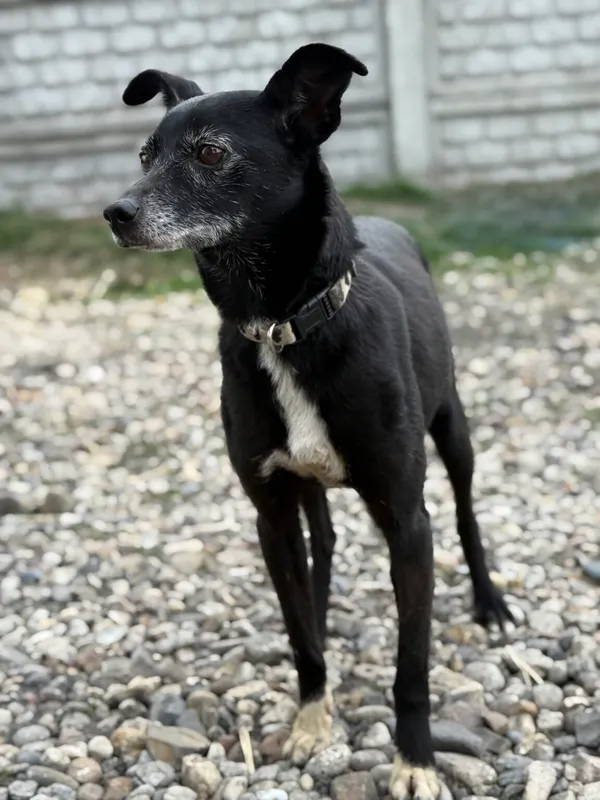 Pies do adopcji, Pieczyska, 17 kwietnia 2026 (3/5)