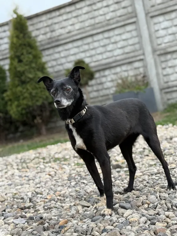 Pies do adopcji, Pieczyska, 17 kwietnia 2026 (4/5)